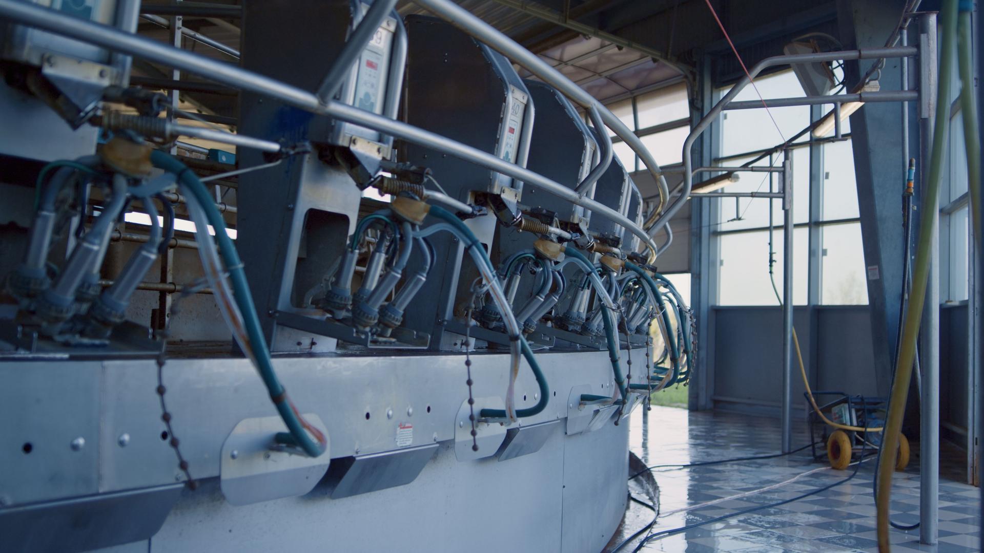 Automated milking carousel system at livestock farm. Empty dairy production