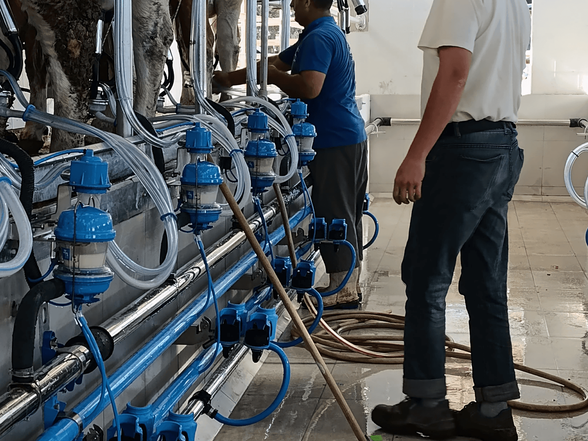 Revolutionizing Dairy Farming