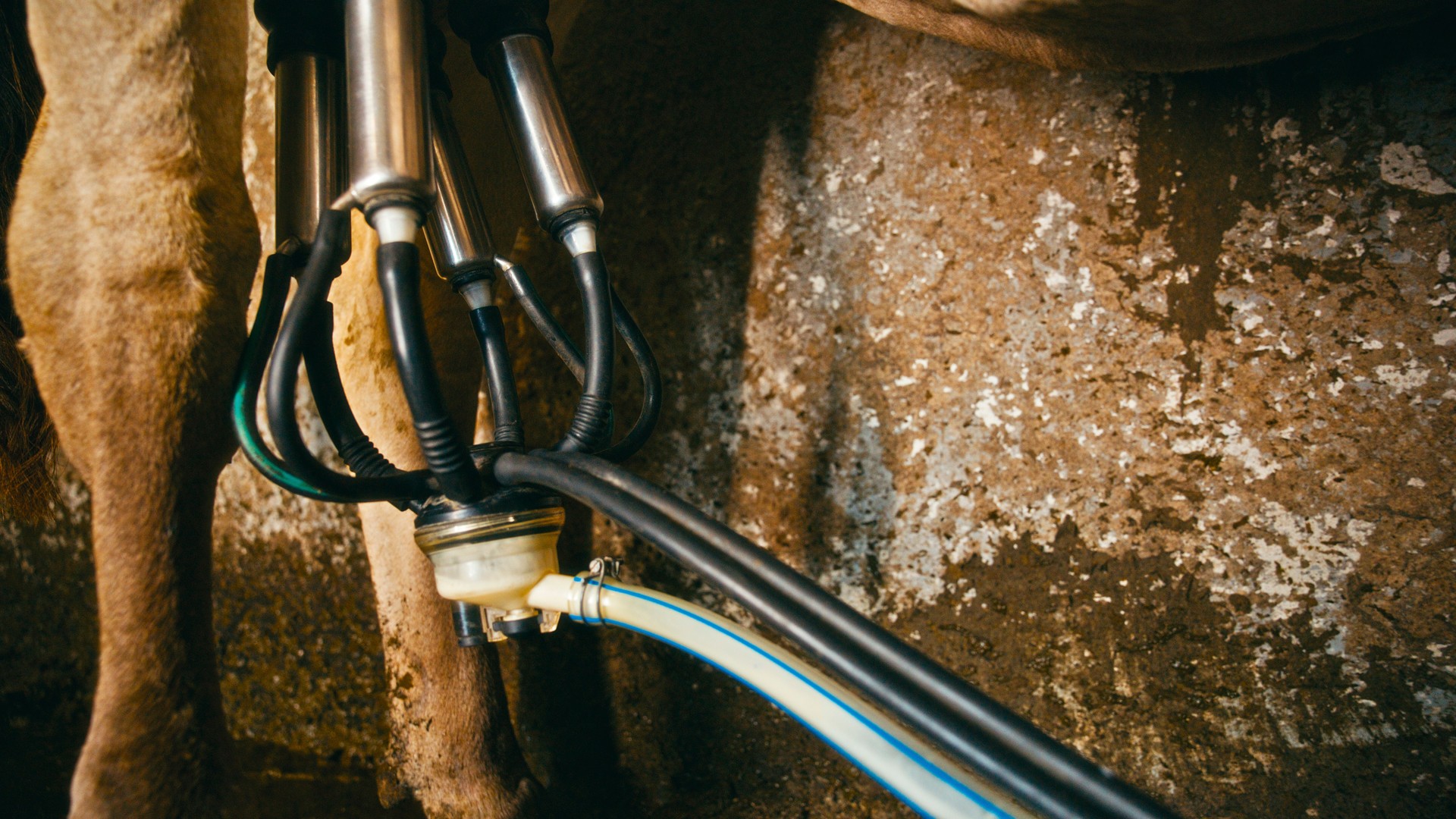 Modern Dairy Technology,Cow with Automated Milking Cluster